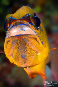 Cardinalfish, Puerto Galera, Philippines. by Filip Staes 